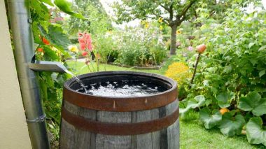 Rain-barrel Collecting rain water barrel