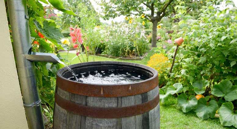Collecting rain water barrel