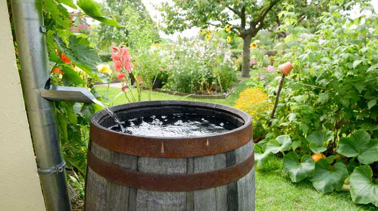 Collecting rain water barrel